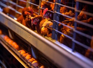 Am Tag des Eies: Eier sind sehr gesund!