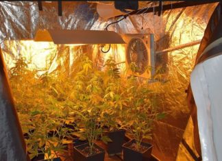 Ágfalva Marihuanazucht: Polizei schlägt zu!