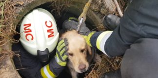 Tierrettung! Labrador wurde von Marcal Feuerwehrkräften gerettet
