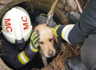 Tierrettung! Labrador wurde von Marcal Feuerwehrkräften gerettet