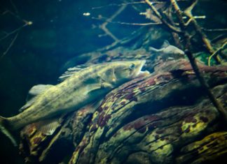 Der Barsch ist Fisch des Jahres