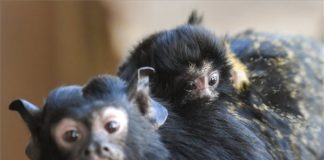 Süsses Äffchen: Tamarine wurden im Debrecener Zoo geboren