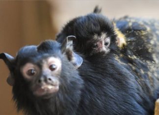 Süsses Äffchen: Tamarine wurden im Debrecener Zoo geboren