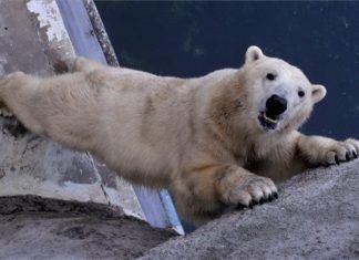 Die Eisbären in Budapest genießen den Winter und hoffen auf Schnee
