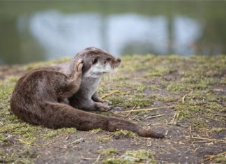 Der Fischotter wurde zum Säugetier des Jahres in Ungarn gewählt