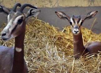 Kleine mhorr Gazellen im Budapester Zoo!
