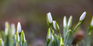 In Nagykanizsa war heute schon Frühling!?
