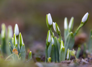 In Nagykanizsa war heute schon Frühling!?