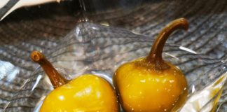 Achtung scharf! Die Ungarische grüne Kirschpaprika