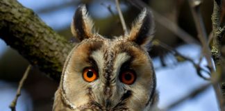 Waldohreule ist Vogel des Jahres in Ungarn