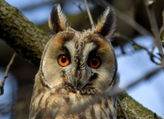 Waldohreule ist Vogel des Jahres in Ungarn