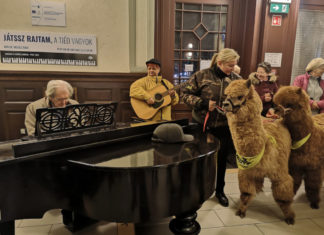 Ein besonderes Konzert am Pécser Bahnhof – Alpakas und Pianosound