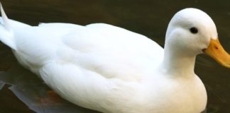 Vogelgrippe / H5N8 Virus breitet sich aus: Entenfarm im Komitat Hajdú-Bihar betroffen!