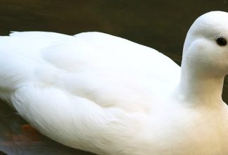 Vogelgrippe / H5N8 Virus breitet sich aus: Entenfarm im Komitat Hajdú-Bihar betroffen!