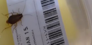 Pizza Kakerlake: Ekelalarm in Budapester Pizzeria!