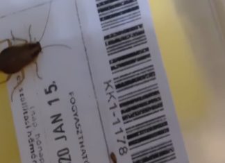 Pizza Kakerlake: Ekelalarm in Budapester Pizzeria!