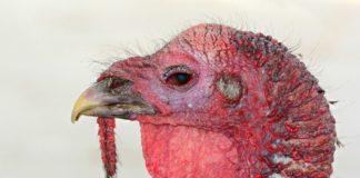 Vogelgrippe in Ungarn ausgebrochen! Stallpflicht für alle Geflügelarten