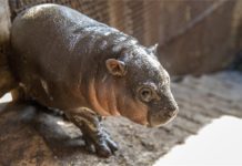 Extrem süß! Ein Zwergflusspferd wurde im Szeged Wildlife Park geboren