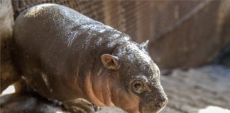 Extrem süß! Ein Zwergflusspferd wurde im Szeged Wildlife Park geboren