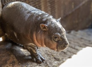Extrem süß! Ein Zwergflusspferd wurde im Szeged Wildlife Park geboren