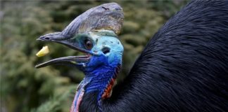 Ein Helm-Casuarius ist neuer Bewohner im Zoo von Debrecen