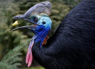 Ein Helm-Casuarius ist neuer Bewohner im Zoo von Debrecen