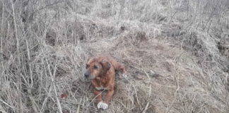 Beherzte Retter holen Hund aus 10 Meter tiefem Brunnen!