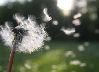Aufgrund des milden Wetters beginnt die Pollensaison früher!