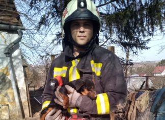 Dombóvár: Tagelang war ein Welpe in 12 Meter tiefem Brunnen – Die Feuerwehr rettete ihn!