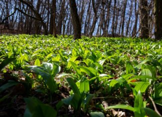 Die ersten Bärlauchfelder in der Region Zala gesichtet!