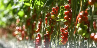 Spacig! In Veresegyház wurden Weltraumsamen gesät