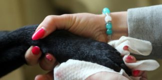 Achtung Hundehalter: Hundepfoten säubern und Fell desinfizieren!