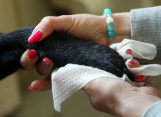 Achtung Hundehalter: Hundepfoten säubern und Fell desinfizieren!