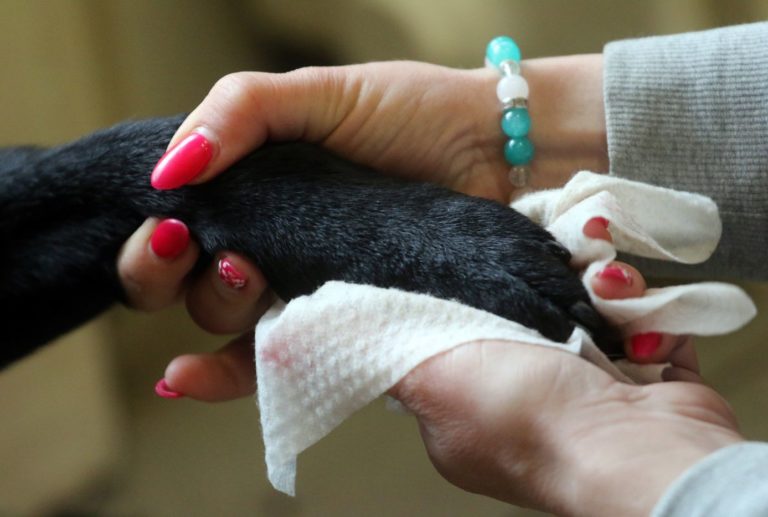 Achtung Hundehalter Hundepfoten säubern und Fell desinfizieren
