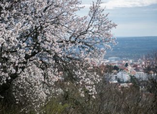 In Pécs blühen die Mandelbäume!