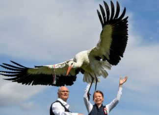 Störche mit ungarischen Farben unterwegs!
