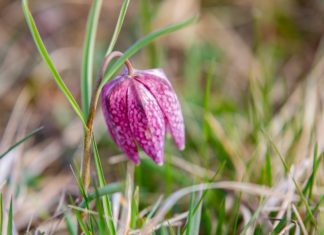 Frühlingsboten auch trotz Coronakrise