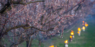 Am Balaton mit Feuer gegen Frost