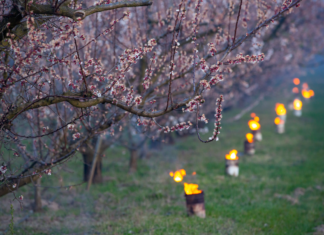 Am Balaton mit Feuer gegen Frost