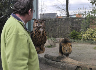 In Budapester Zoo unterhalten die Tierpfleger die Tiere