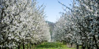 Wochenendtipp – Kirschblütenfest in Budapest