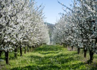 Ungarn duftet und blüht!