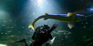 Auch das Theißzentrum kämpft ums Überleben!