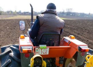 In Ungarn werden die Kartoffeln gesetzt