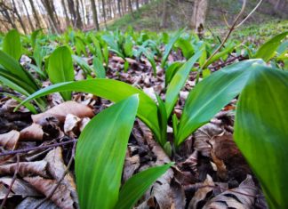 Warum heisst es eigentlich Bärlauch? Und wie gesund ist er?