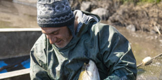 Fischernte am See in Tiszavasvár in Coronazeiten
