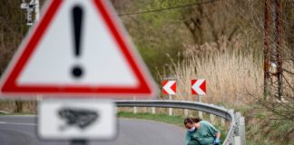 Krötenwanderung in Ungarn hat begonnen!