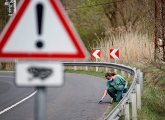 Krötenwanderung in Ungarn hat begonnen!
