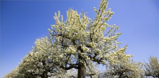 Schnappschuß! Die Birnenbäume in Zalasárszeg