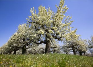 Schnappschuß! Die Birnenbäume in Zalasárszeg